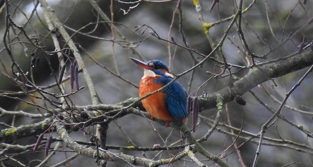 Zimorodek zwyczajny, zimorodek (Alcedo atthis)