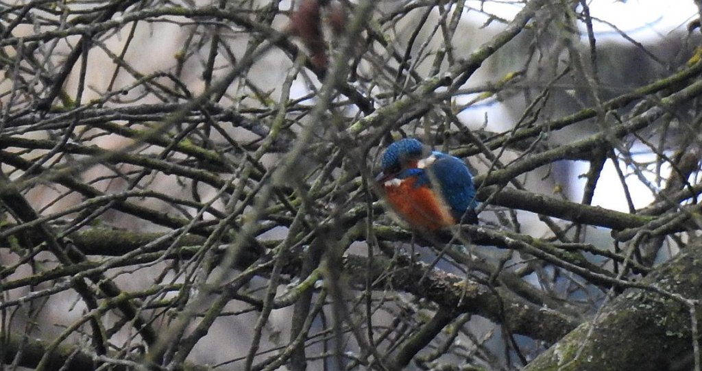 Zimorodek zwyczajny, zimorodek (Alcedo atthis)