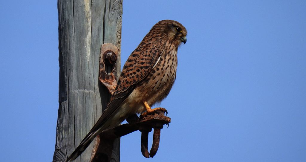 Pustułka zwyczajna, pustułka, sokół pustułka (Falco tinnunculus)