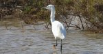 Czapla nadobna (Egretta garzetta)