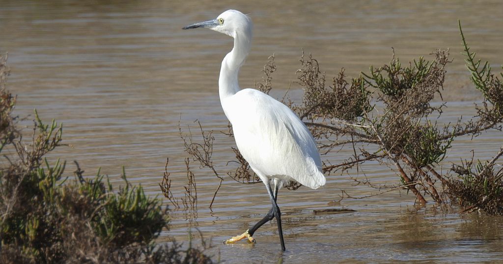 Czapla nadobna (Egretta garzetta)