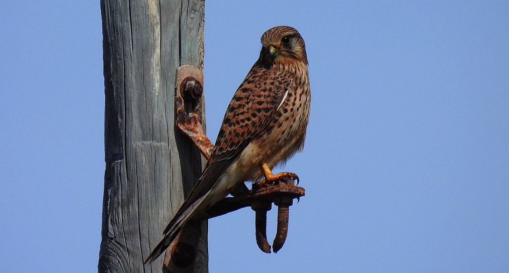 Pustułka zwyczajna, pustułka, sokół pustułka (Falco tinnunculus)