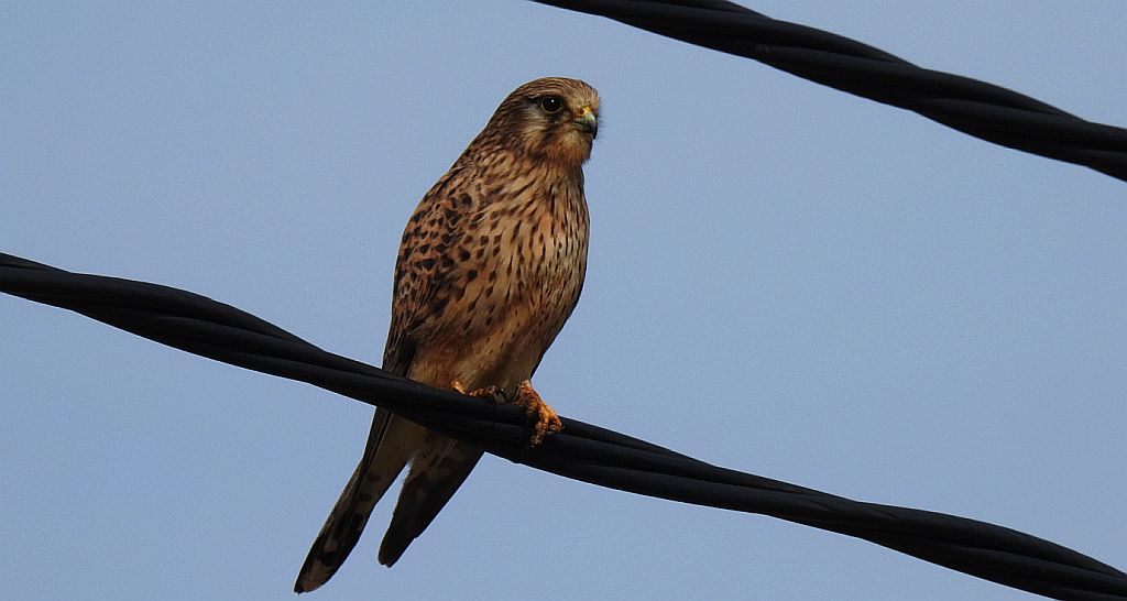 Pustułka zwyczajna, pustułka, sokół pustułka (Falco tinnunculus)