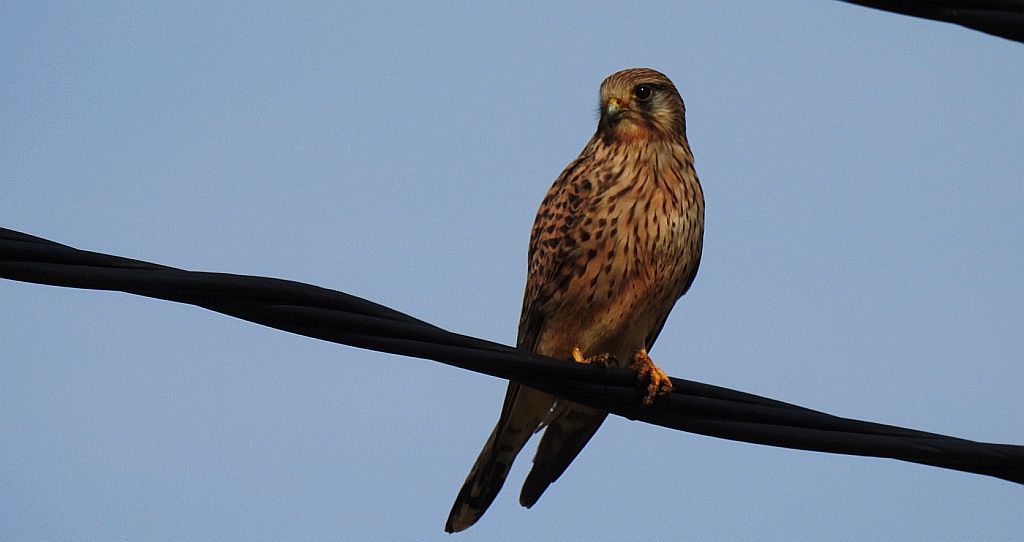 Pustułka zwyczajna, pustułka, sokół pustułka (Falco tinnunculus)