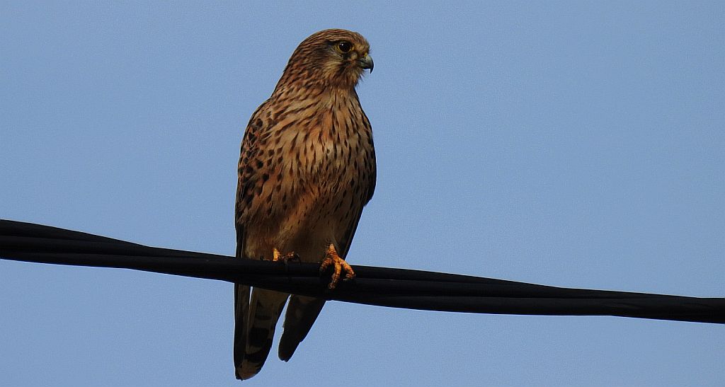 Pustułka zwyczajna, pustułka, sokół pustułka (Falco tinnunculus)