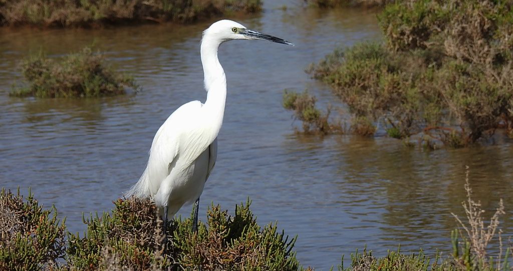 Czapla nadobna (Egretta garzetta)