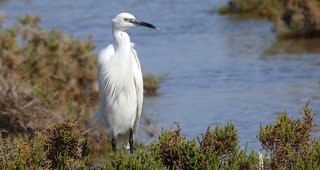 Czapla nadobna (Egretta garzetta)