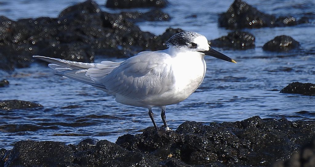 Rybitwa czubata (Thalasseus sandvicensis)