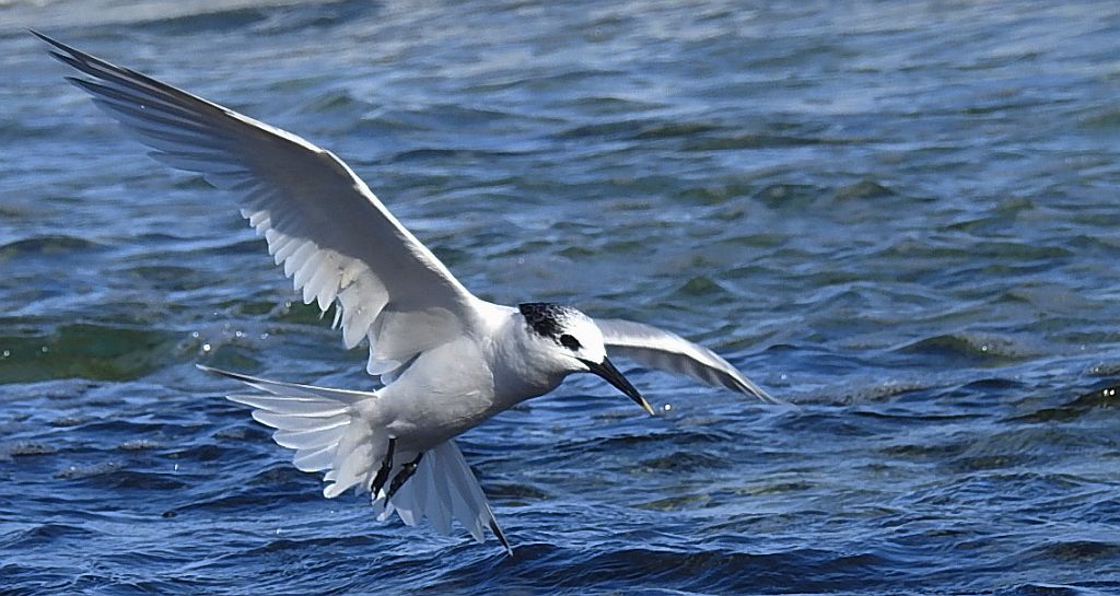 Rybitwa czubata (Thalasseus sandvicensis)