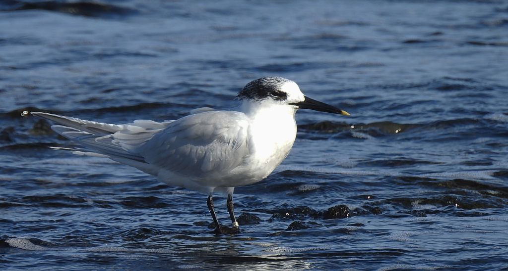 Rybitwa czubata (Thalasseus sandvicensis)