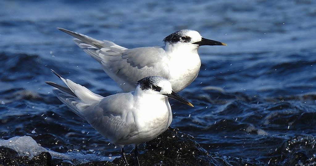 Rybitwa czubata (Thalasseus sandvicensis)