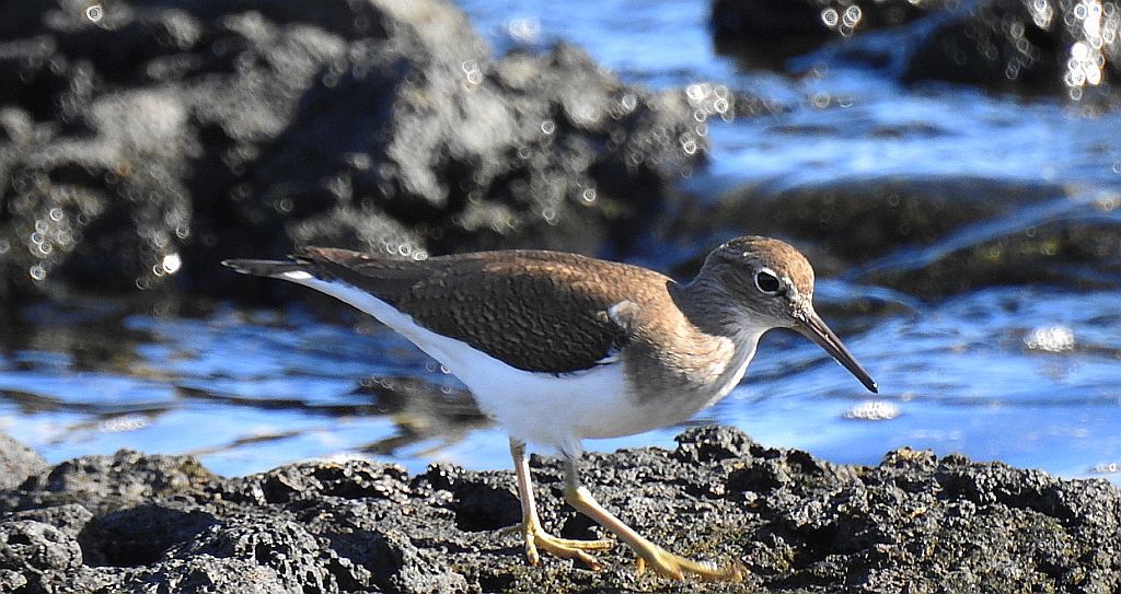 Samotnik, brodziec samotny, stalugwa (Tringa ochropus)