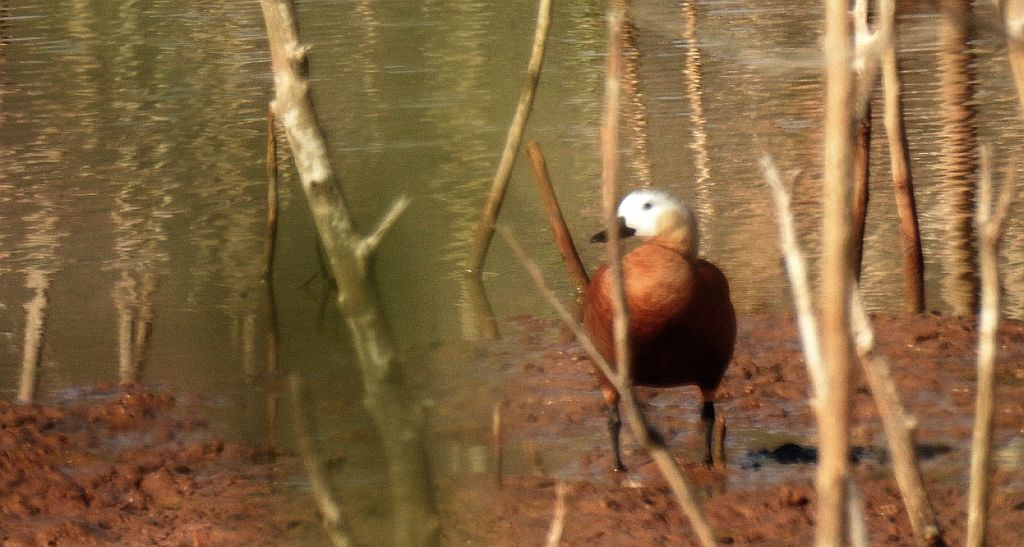 Kazarka rdzawa, kazarka (Tadorna ferruginea)