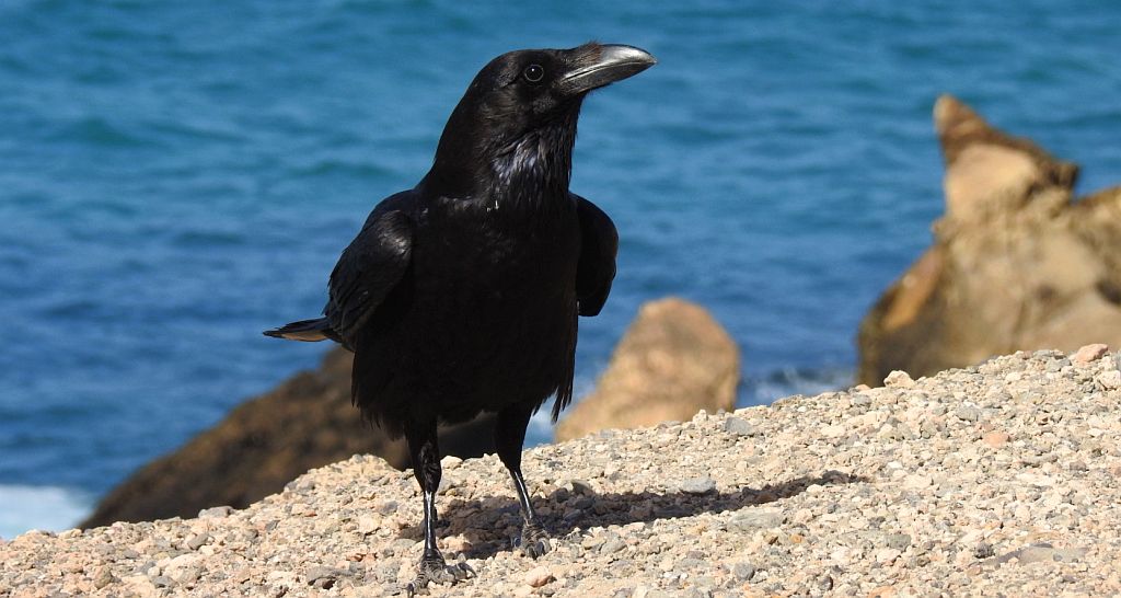 Kruk zwyczajny, kruk (Corvus corax)