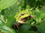 Rzekotka drzewna (Hyla arborea)