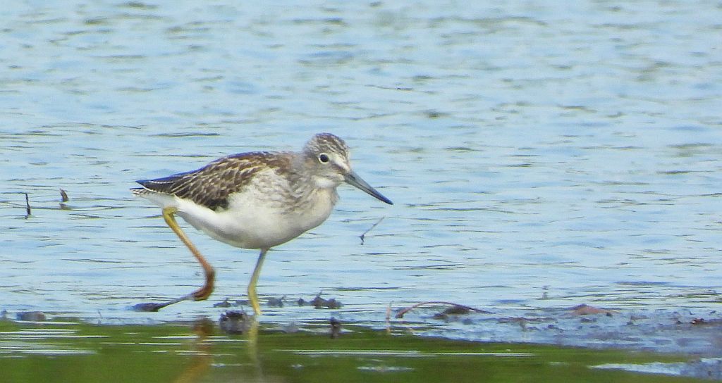 Kwokacz, brodziec kwokacz (Tringa nebularia)