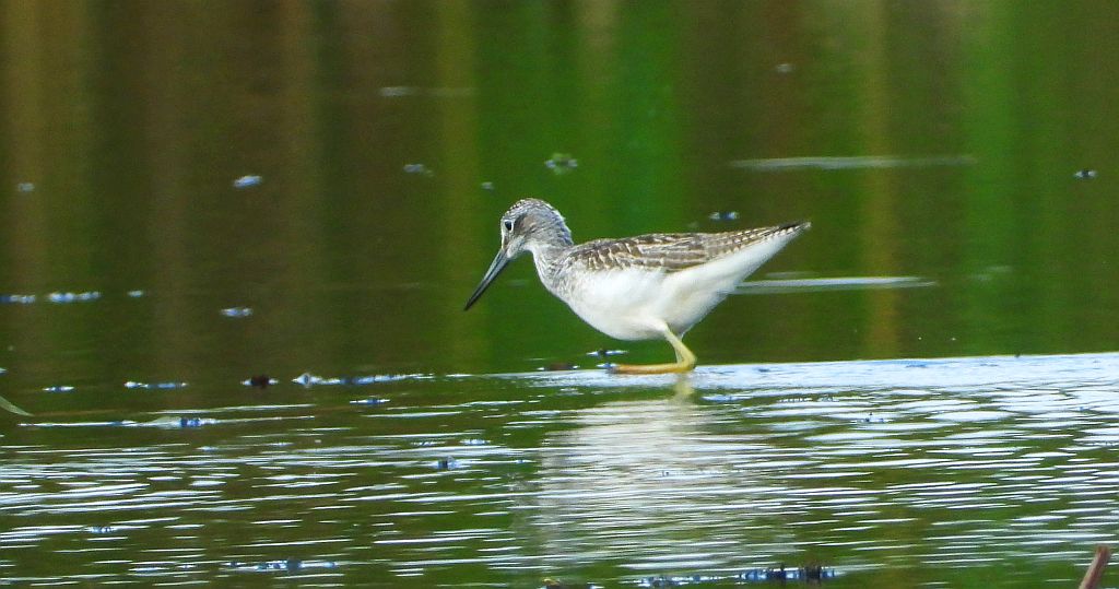 Kwokacz, brodziec kwokacz (Tringa nebularia)