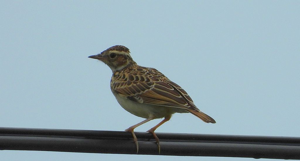 Lerka, skowronek borowy (Lullula arborea)