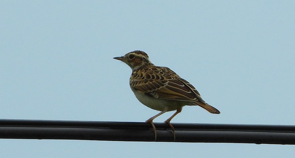 Lerka, skowronek borowy (Lullula arborea)