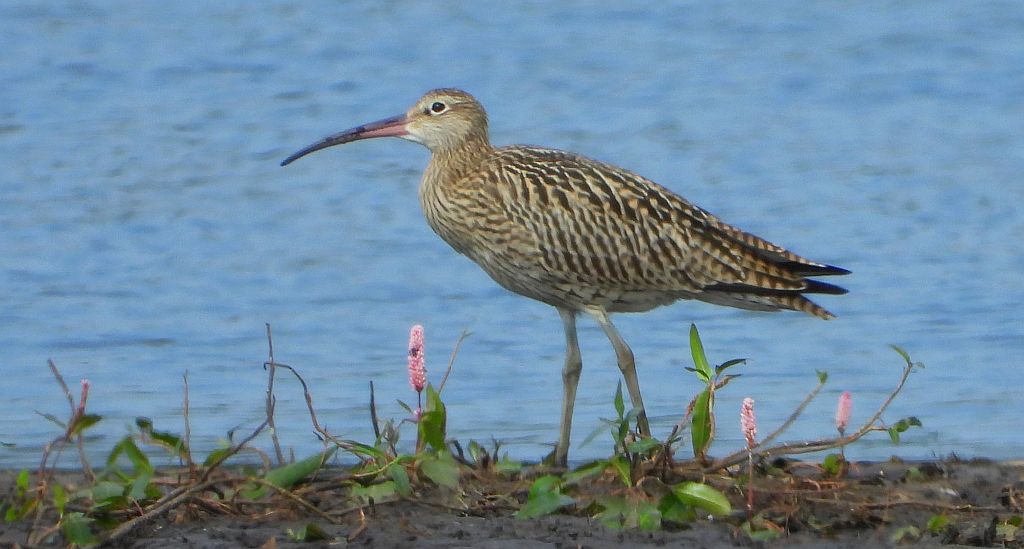 Kulik wielki (Numenius arquata)