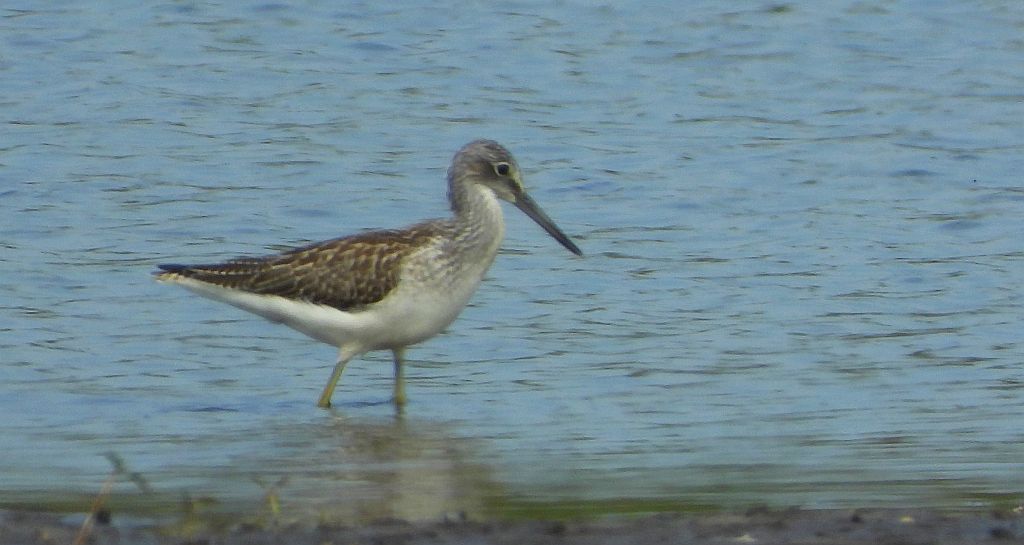 Kwokacz, brodziec kwokacz (Tringa nebularia)