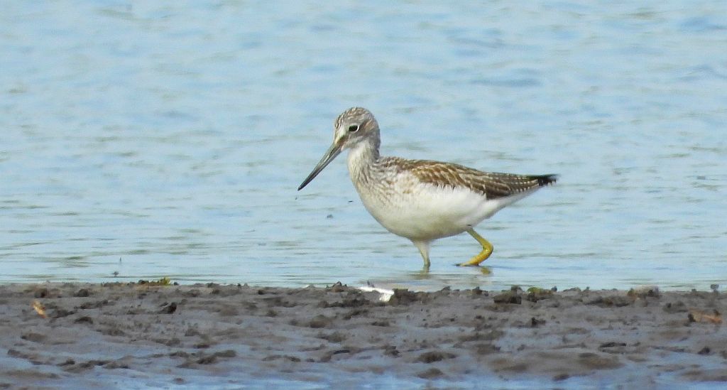 Kwokacz, brodziec kwokacz (Tringa nebularia)