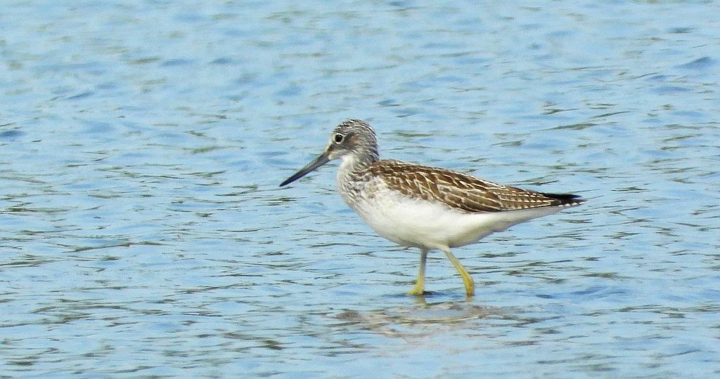 Kwokacz, brodziec kwokacz (Tringa nebularia)