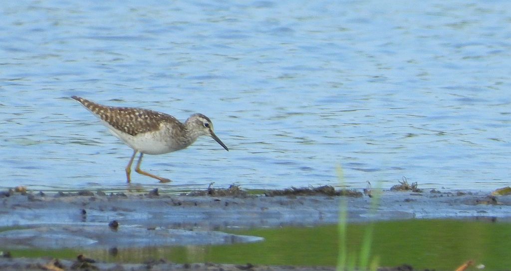 Łęczak, brodziec leśny, trawnik (Tringa glareola)