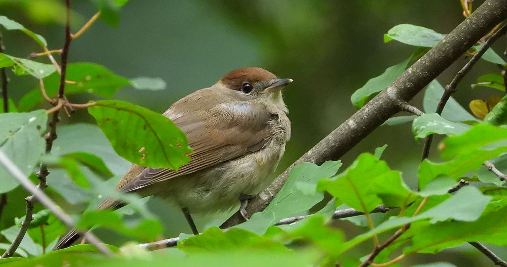 Kapturka, pokrzewka czarnołbista, pokrzewka czarnogłowa (Sylvia atricapilla)