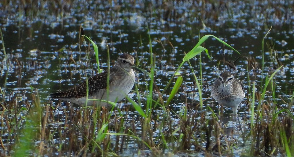 Łęczak, brodziec leśny, trawnik (Tringa glareola)