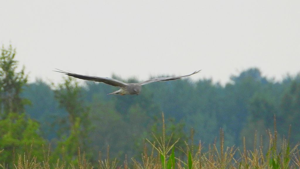 Błotniak łąkowy (Circus pygargus)