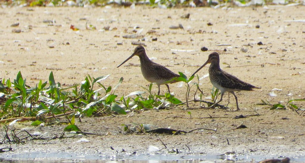 Kszyk (Gallinago gallinago)