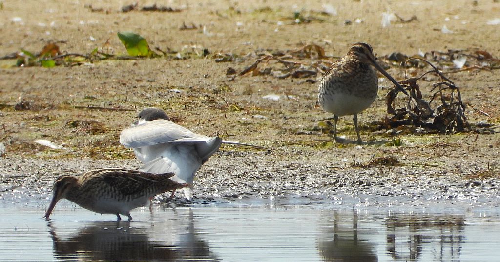 Kszyk (Gallinago gallinago)