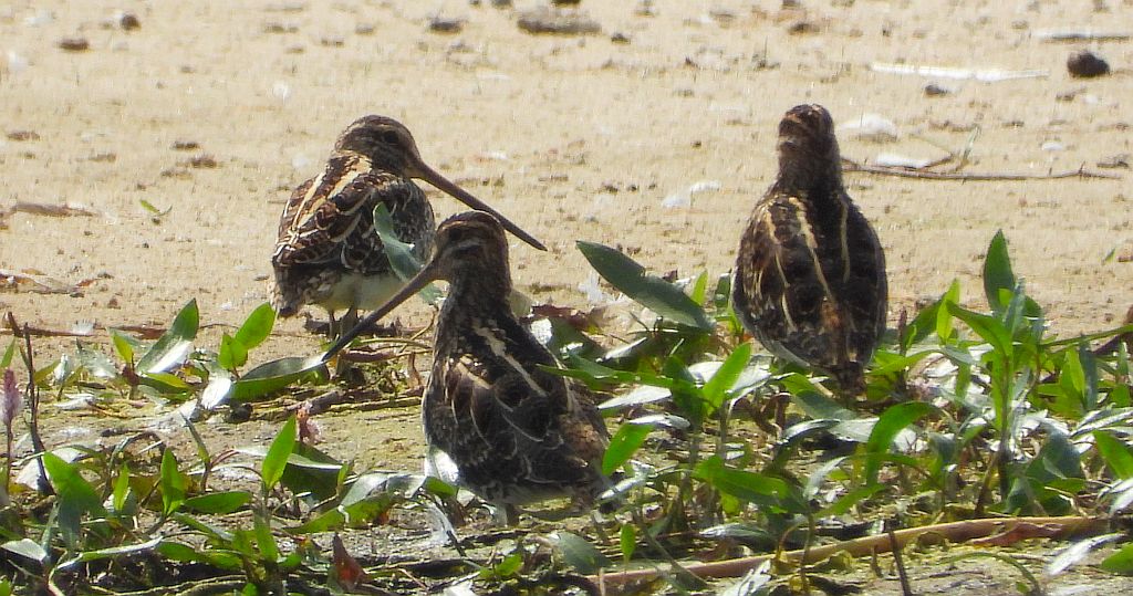 Kszyk (Gallinago gallinago)