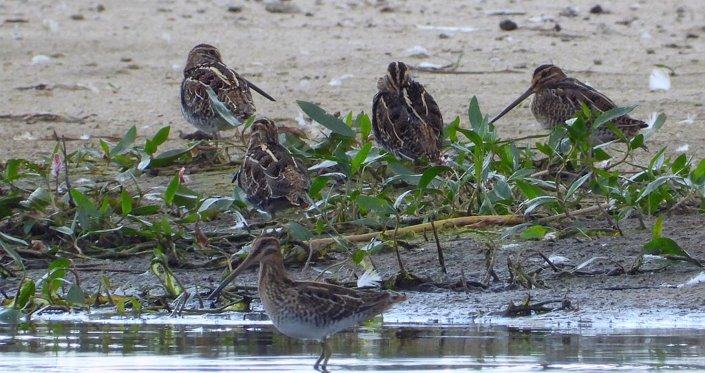 Kszyk (Gallinago gallinago)