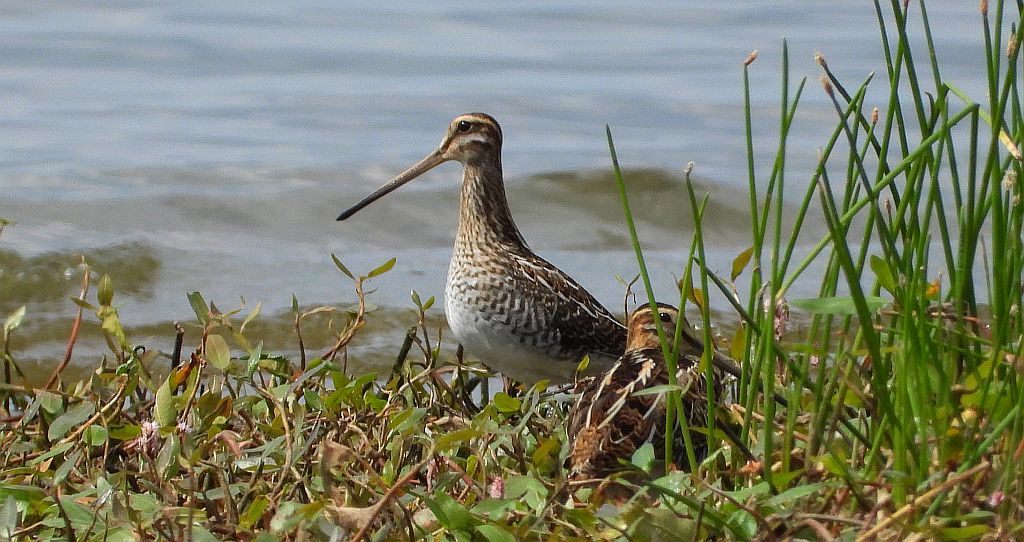 Kszyk (Gallinago gallinago)