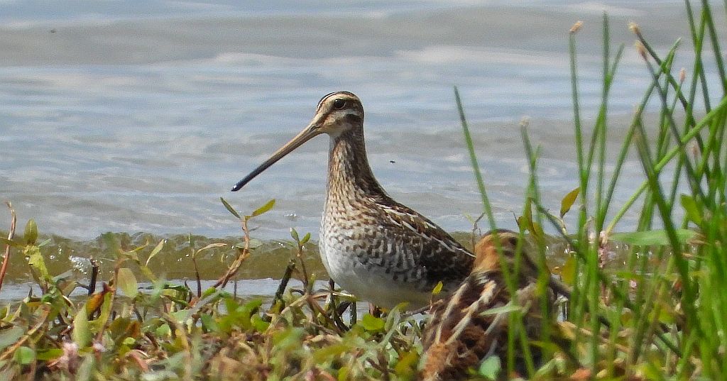 Kszyk (Gallinago gallinago)