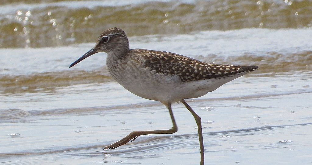 Łęczak (Tringa glareola)