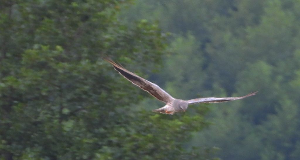 Błotniak łąkowy (Circus pygargus)