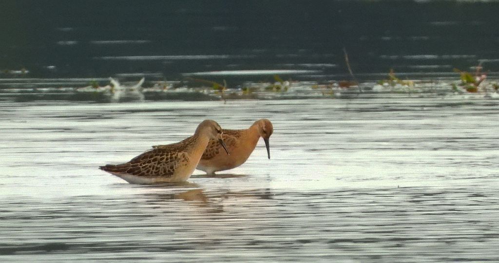 Batalion, bojownik batalion, biegus bojownik, bojownik zmienny (Calidris pugnax)