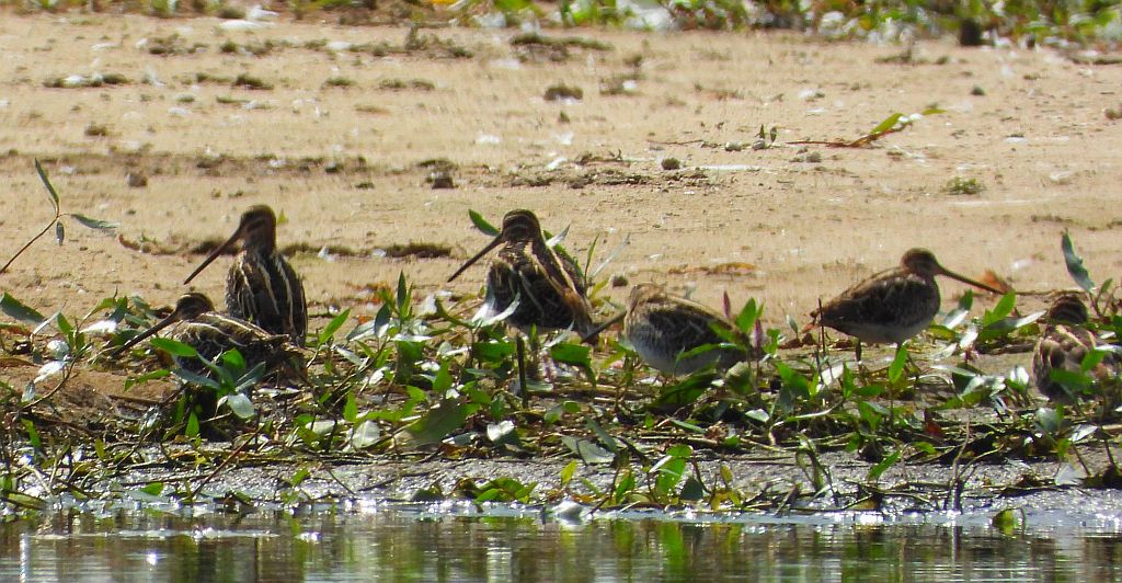 Kszyk (Gallinago gallinago)