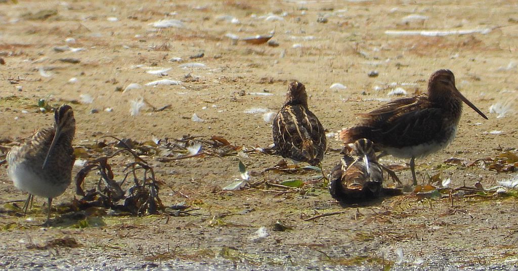 Kszyk (Gallinago gallinago)