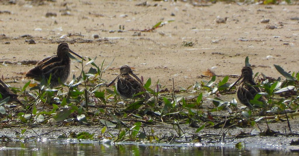 Kszyk (Gallinago gallinago)