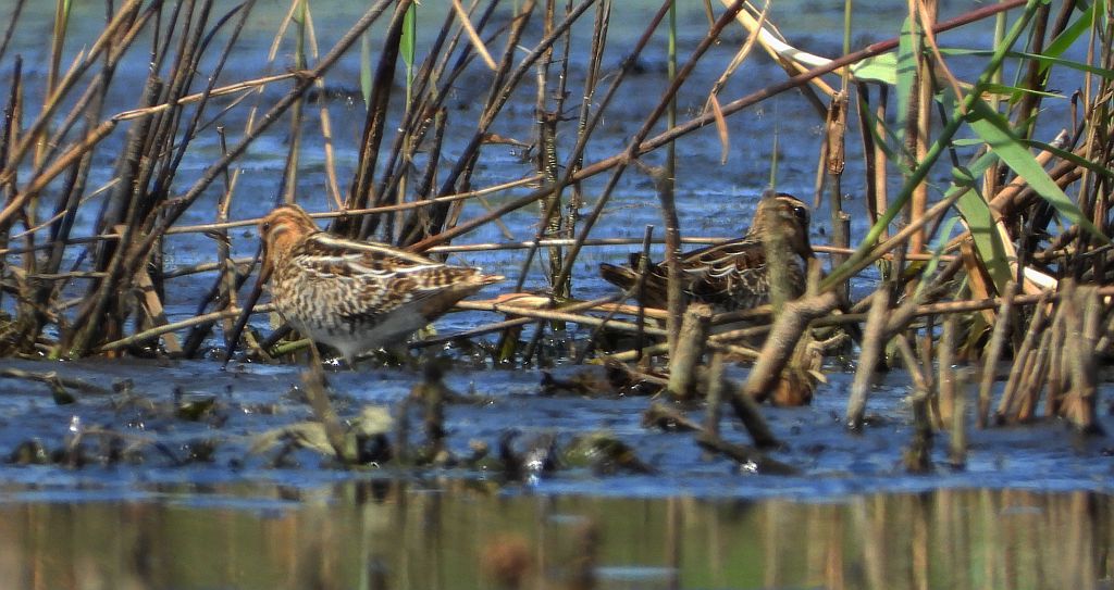Bekas kszyk, kszyk, bekas baranek (Gallinago gallinago)