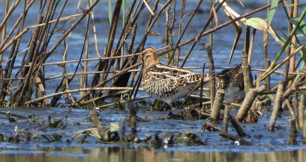 Bekas kszyk, kszyk, bekas baranek (Gallinago gallinago)