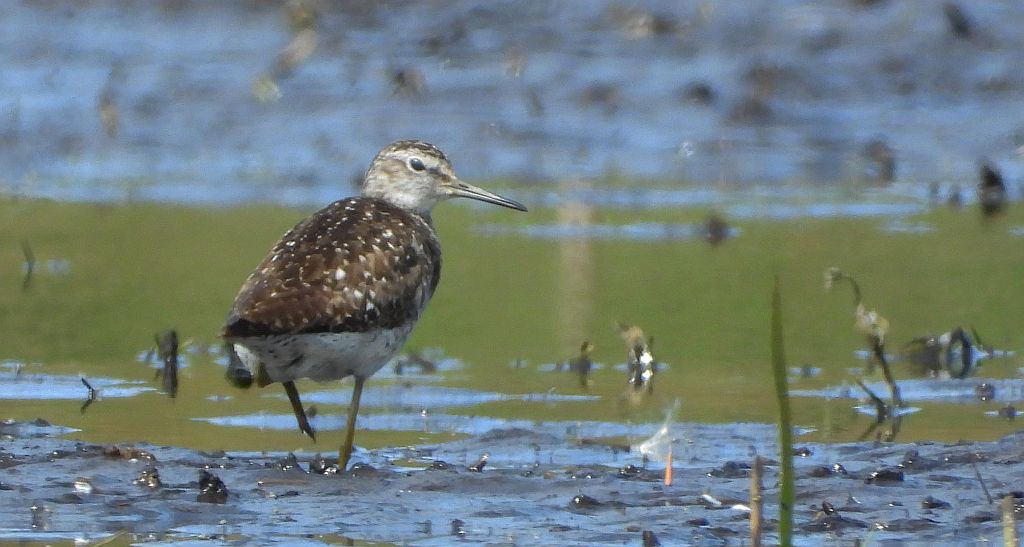 Łęczak, brodziec leśny, trawnik (Tringa glareola)