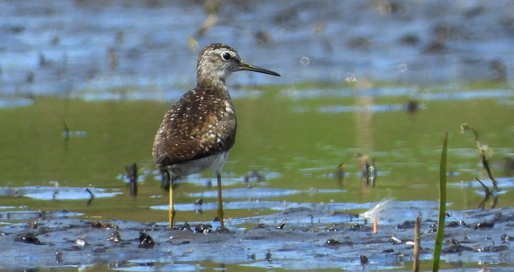 Łęczak, brodziec leśny, trawnik (Tringa glareola)