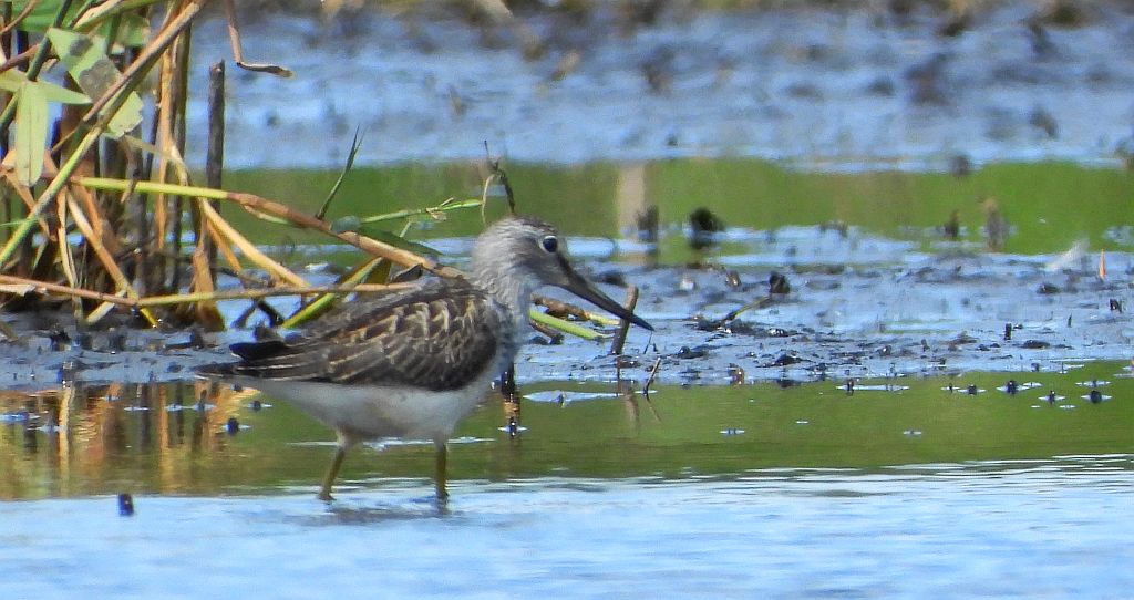 Kwokacz, brodziec kwokacz (Tringa nebularia)