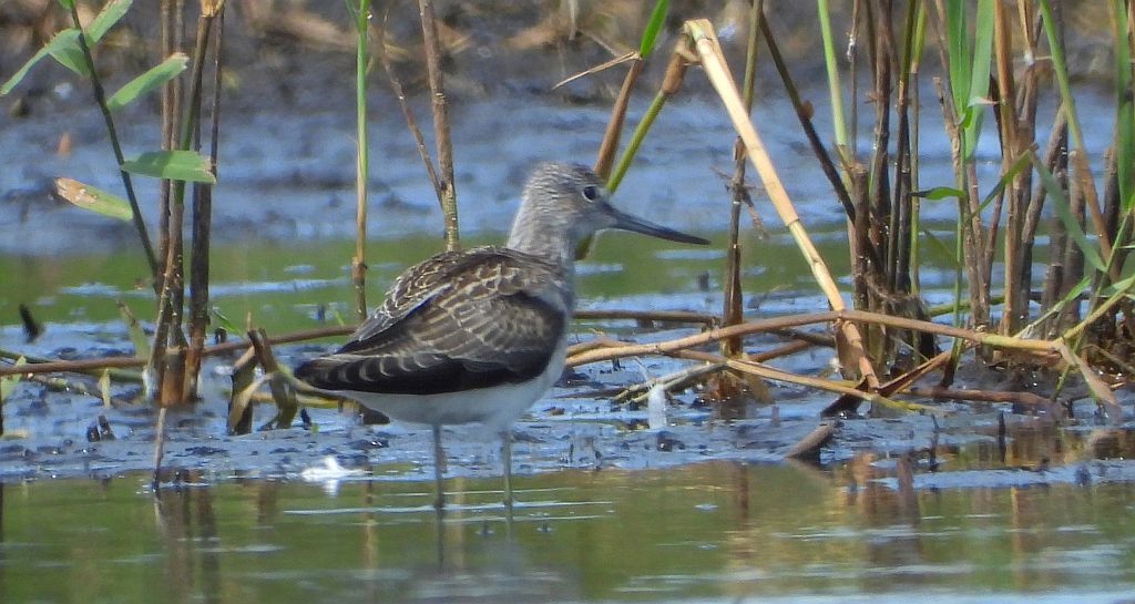 Kwokacz, brodziec kwokacz (Tringa nebularia)