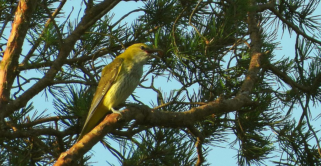 Wilga zwyczajna, wilga (Oriolus oriolus)